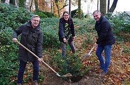 Bürgermeister Otto Steinkamp, Isabella Draber und Guido Pott (von links) pflanzen mit vereinten Kräften eine Stechpalme auf dem Friedhof in Hollage.