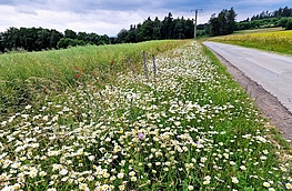Wegerandstreifen mit Margeritenblüte