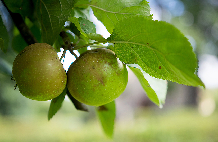 Frischer geht es nicht: Wer möchte, kann die Äpfel direkt von den gemeindeeigenen Bäumen pflücken und genießen.