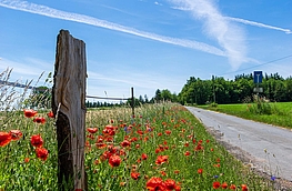 Blühender Wegerandstreifen