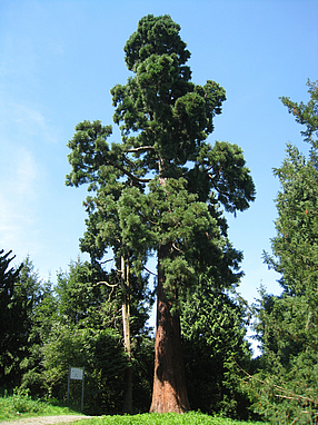 Mammutbaum im Arboretum am Piesberg