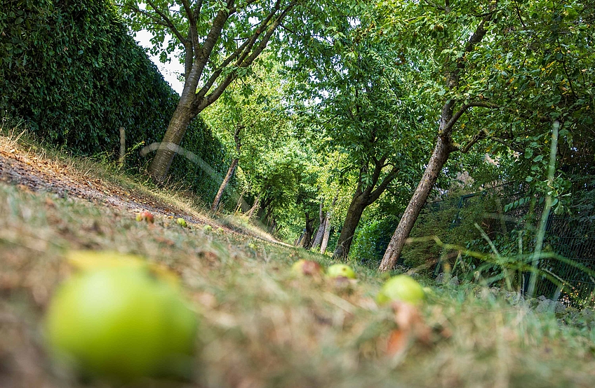 Obstbaumallee am Fußweg im Wohngebiet „Ruller Esch“.