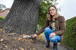 Isabella Markfort deutet auf den Pilzbefall der Eiche an der Hollager Straße.