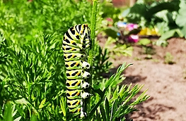 Eine Raupe im Garten.
