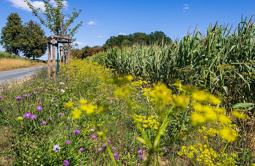 Wegerandstreifen am Hohnweg.