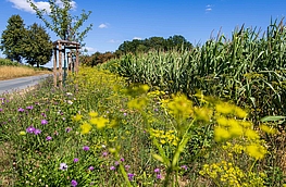 Wegerandstreifen am Hohnweg.