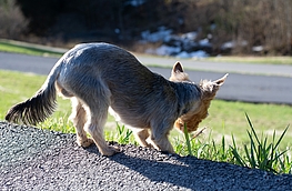 Symbolfoto: Pixabay/Pezibear