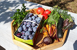 Die Früchte der Natur im eigenen Garten: Auf dem Infoabend „Obst und Gemüse selbst anbauen“ erhalten Interessierte wertvolle Tipps für eine erfolgreiche Ernte. Foto: Gabriele Wosnitza