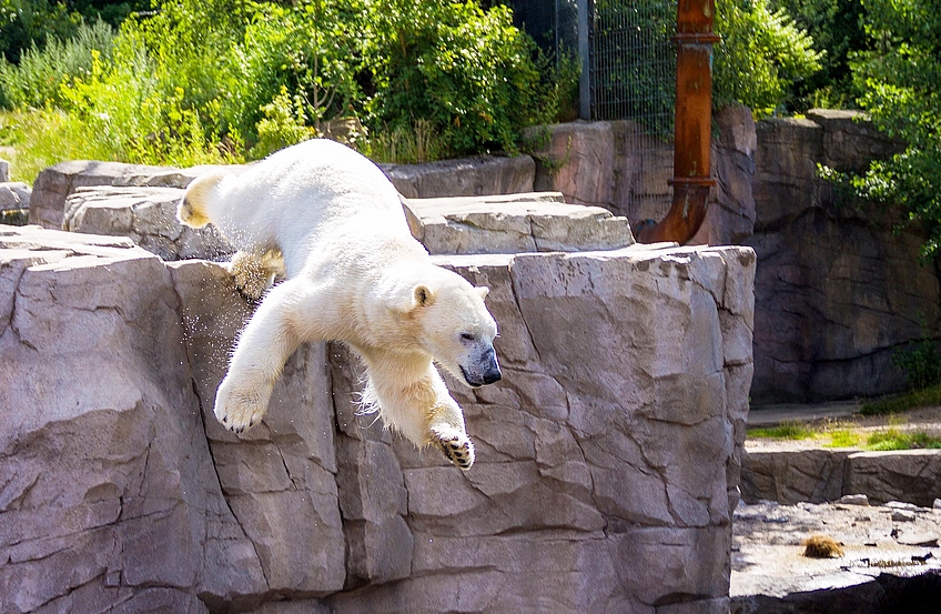 Ein Eisbär springt im Zoo Hannover von einem Felsen.
