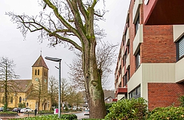 Etwa ein halbes Jahrtausend alt: die Eiche an der Adenauerallee in Hollage.