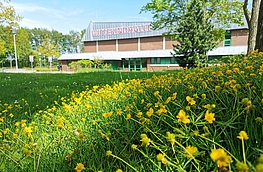 Wilde Blühfläche mit Gold-Hahnenfuß an der Wittekindhalle in Rulle.