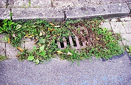 Zugewachsener Gully
